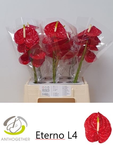 <h4>Anthurium Eterno</h4>