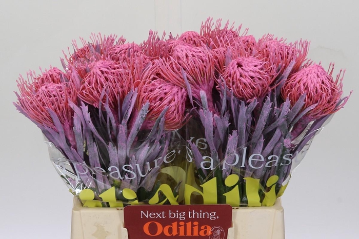 <h4>Nutans Painted Pink</h4>