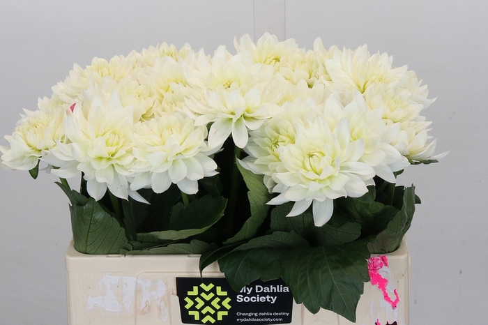 <h4>Dahlia Karma M. Zwaan</h4>