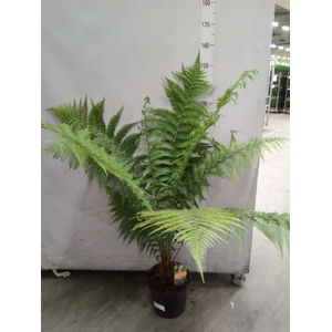 Dicksonia antarctica