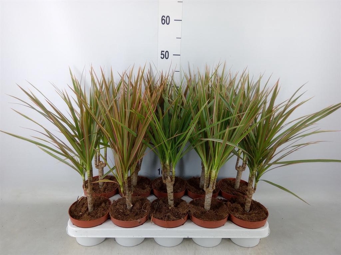 <h4>Dracaena marg. 'Bicolor'</h4>