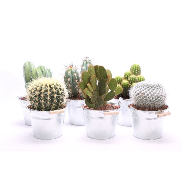 <h4>Cactus canarias zinken emmer</h4>