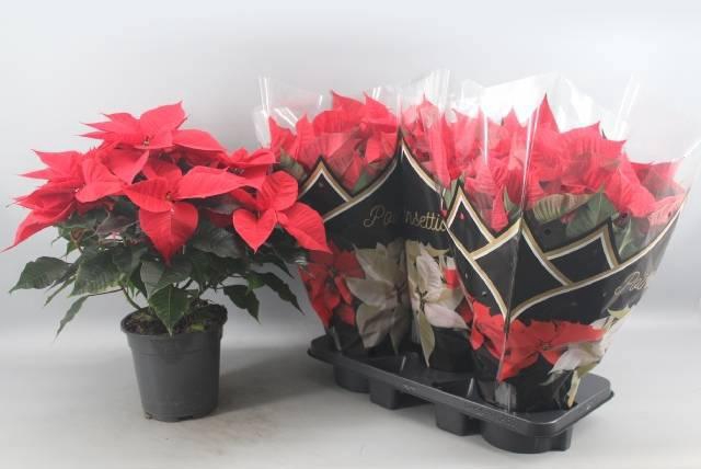 <h4>EUPHOR P CHR F RED</h4>