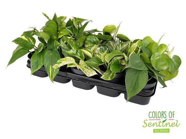 <h4>Epipremnum pinn.   ...mix</h4>