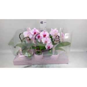 Phalaenopsis   ...rose