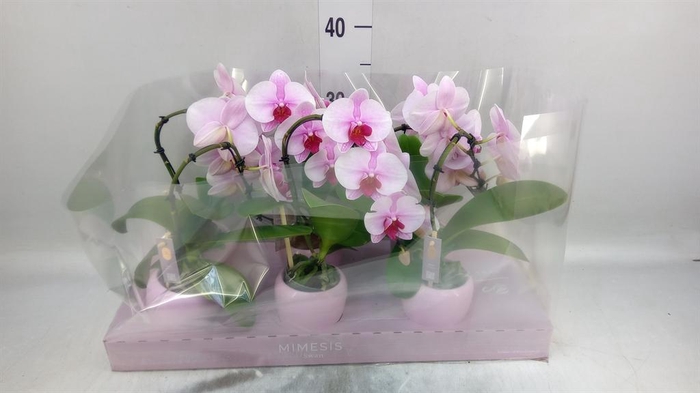 <h4>Phalaenopsis   ...rose</h4>
