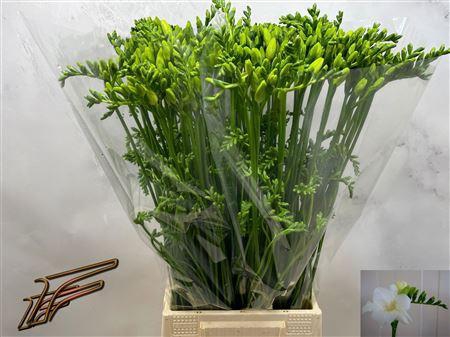 <h4>Fr En Ambiance</h4>