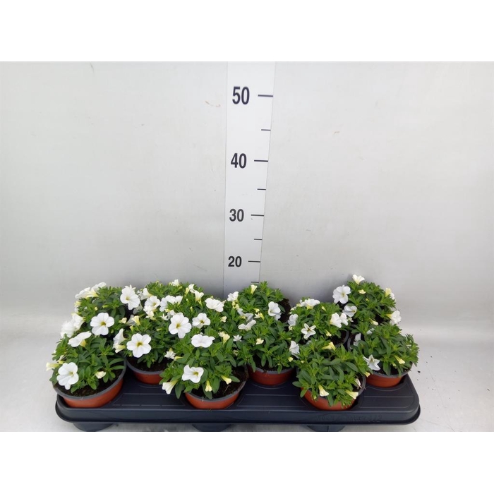 <h4>Calibrachoa  'Minifam White'</h4>