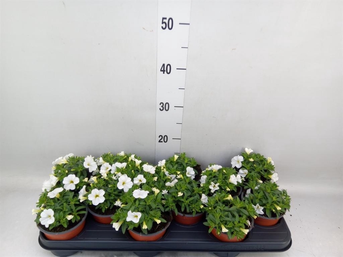 <h4>Calibrachoa  'Minifam White'</h4>