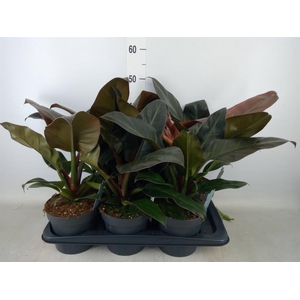 Philodendron  'Imperial Red'