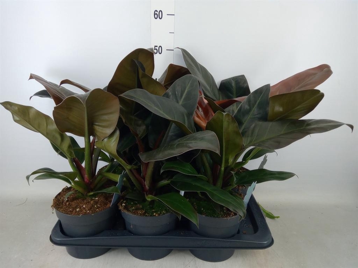 <h4>Philodendron  'Imperial Red'</h4>