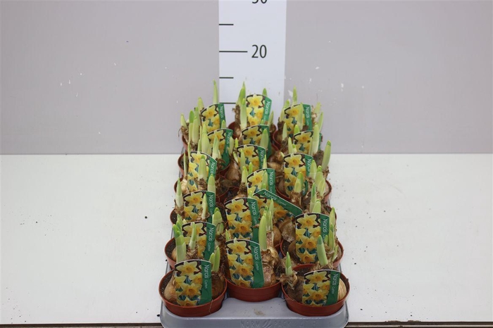 <h4>Narcis Carlton</h4>