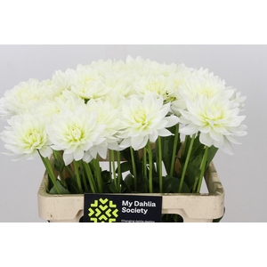 Dahlia Karma M. Zwaan