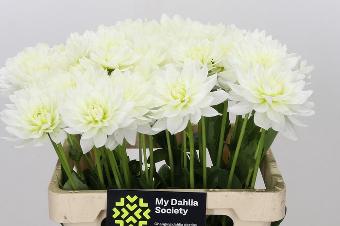 <h4>Dahlia Karma M. Zwaan</h4>