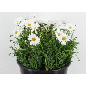 LEUCANTHEMUM MARGRIETEN