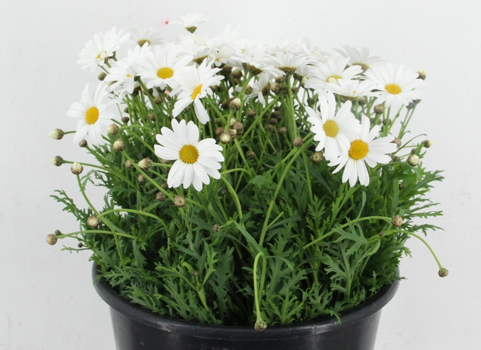 <h4>LEUCANTHEMUM MARGRIETEN</h4>