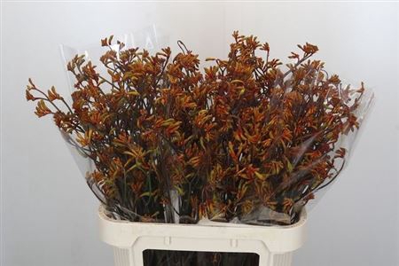 <h4>Anigoz Bush Sunset</h4>