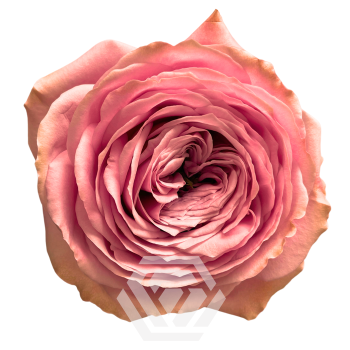 <h4>R GR PEONIKISS Tessa</h4>