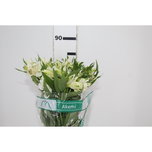 ALSTROEMERIA AKEMI 080 CM