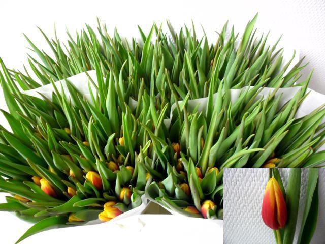 <h4>TU EN JAN SEIGNETTE</h4>