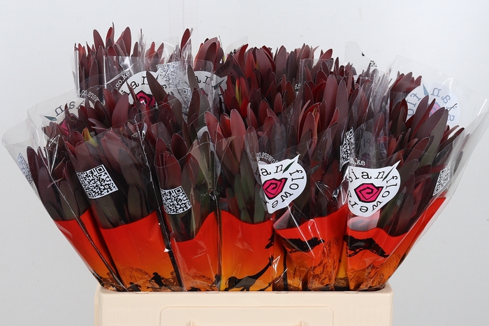 <h4>Leucadendron Safari Sunset</h4>