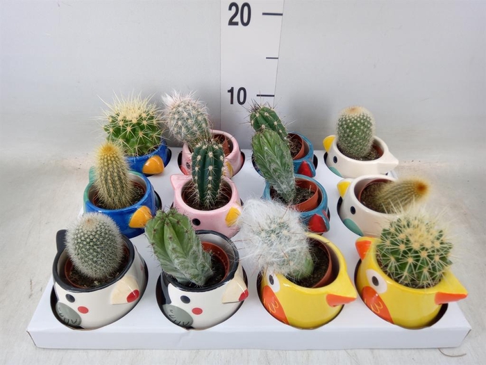 <h4>Cactus   ...</h4>