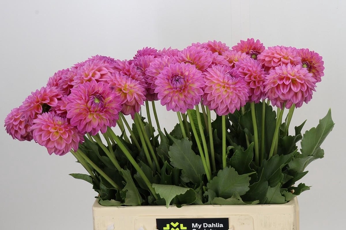 <h4>Dahlia Barbados</h4>
