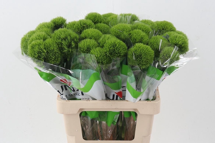 <h4>Di Kiwi Mellow X40</h4>