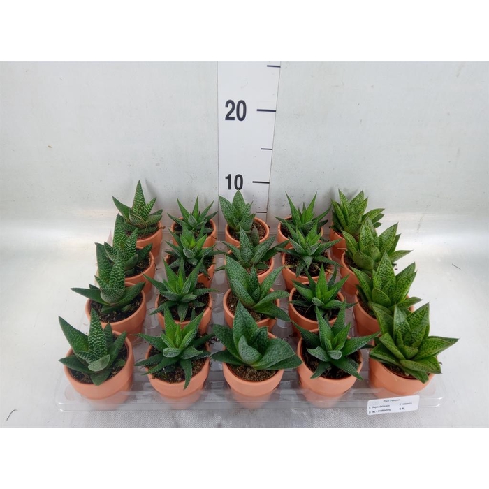 <h4>Aloe   ...mix</h4>