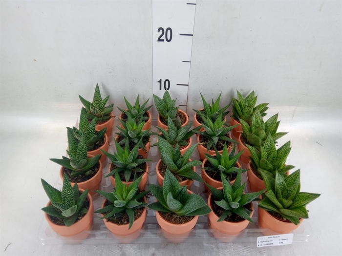 <h4>Aloe ...mix</h4>