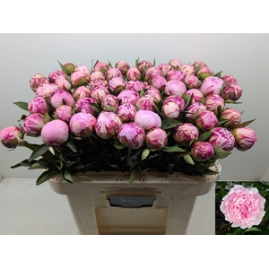 PAEO L SARA BERNHARD