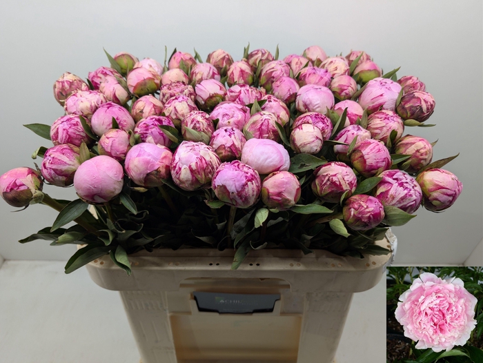 <h4>PAEO L SARA BERNHARD</h4>