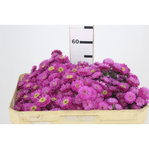 ASTER MARIANA 040 CM PINK