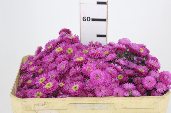 <h4>ASTER MARIANA 040 CM PINK</h4>