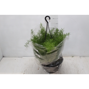 ASPARGO ALFINETE C21
