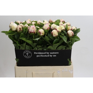 Paeonia Ivory Escort