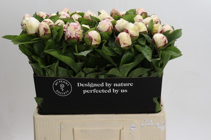 <h4>Paeonia Ivory Escort</h4>