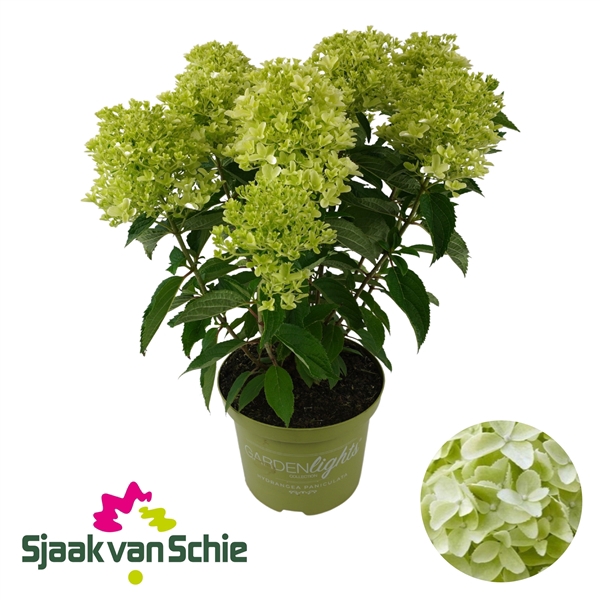 <h4>Hydrangea Paniculata Whitelight 7+</h4>