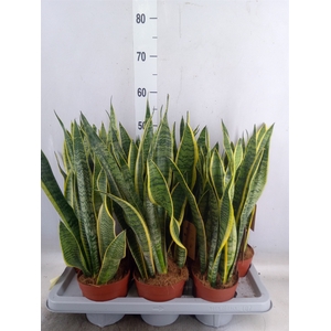 Sansevieria trifa. 'Laurentii'