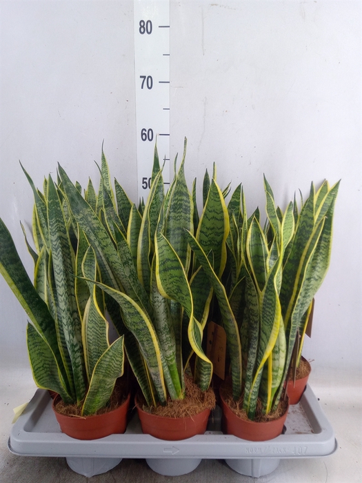 <h4>Sansevieria trifa. 'Laurentii'</h4>