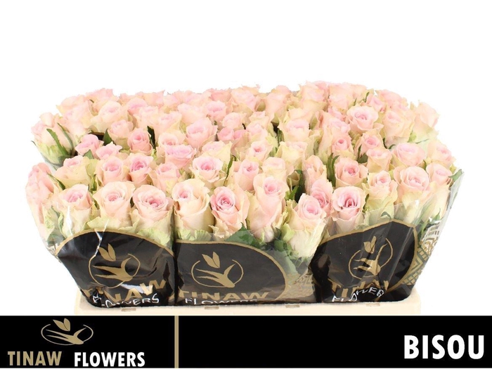 <h4>R Gr Bisou@</h4>