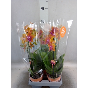 Phalaenopsis multi. 'Ant Bolgheri'