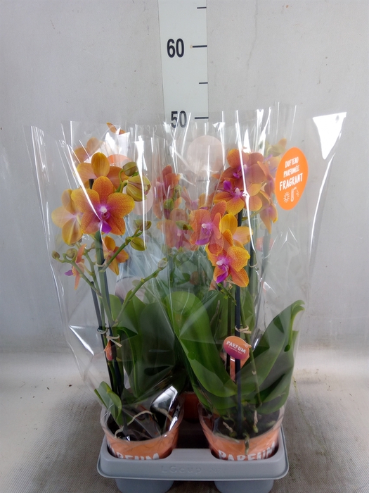<h4>Phalaenopsis multi. 'Ant Bolgheri'</h4>