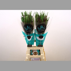 Penni Black Fox 80 Cm