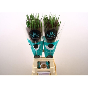 Siergras Penni Black Fox