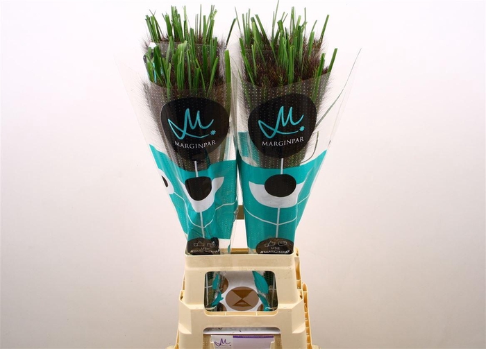 <h4>Penni Black Fox 80 Cm</h4>