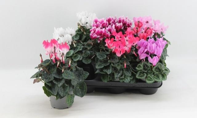 <h4>CYCL KL OVERIG</h4>