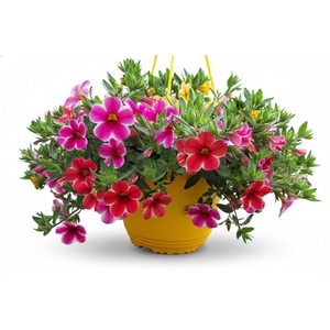 Calibrachoa Minifamous gemengd