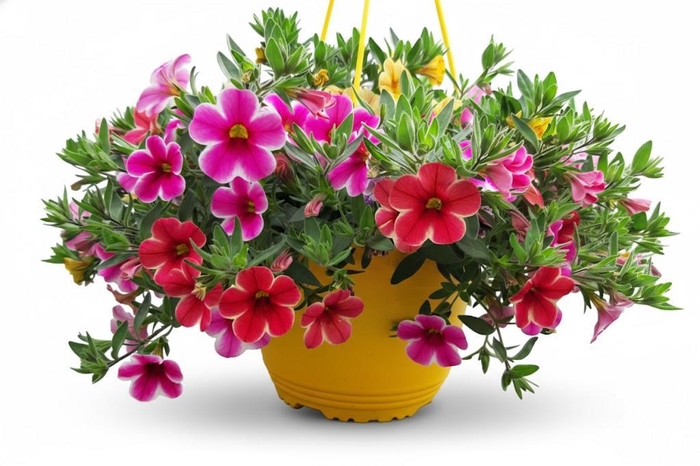 <h4>Calibrachoa Minifamous gemengd</h4>