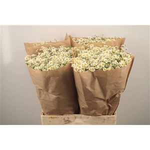 Tanacetum Single Vegmo